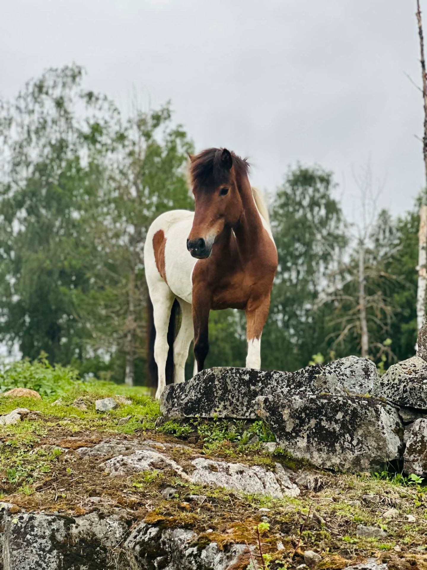 Álfadrottning fra Lågøen Eier: Kristina Madsen