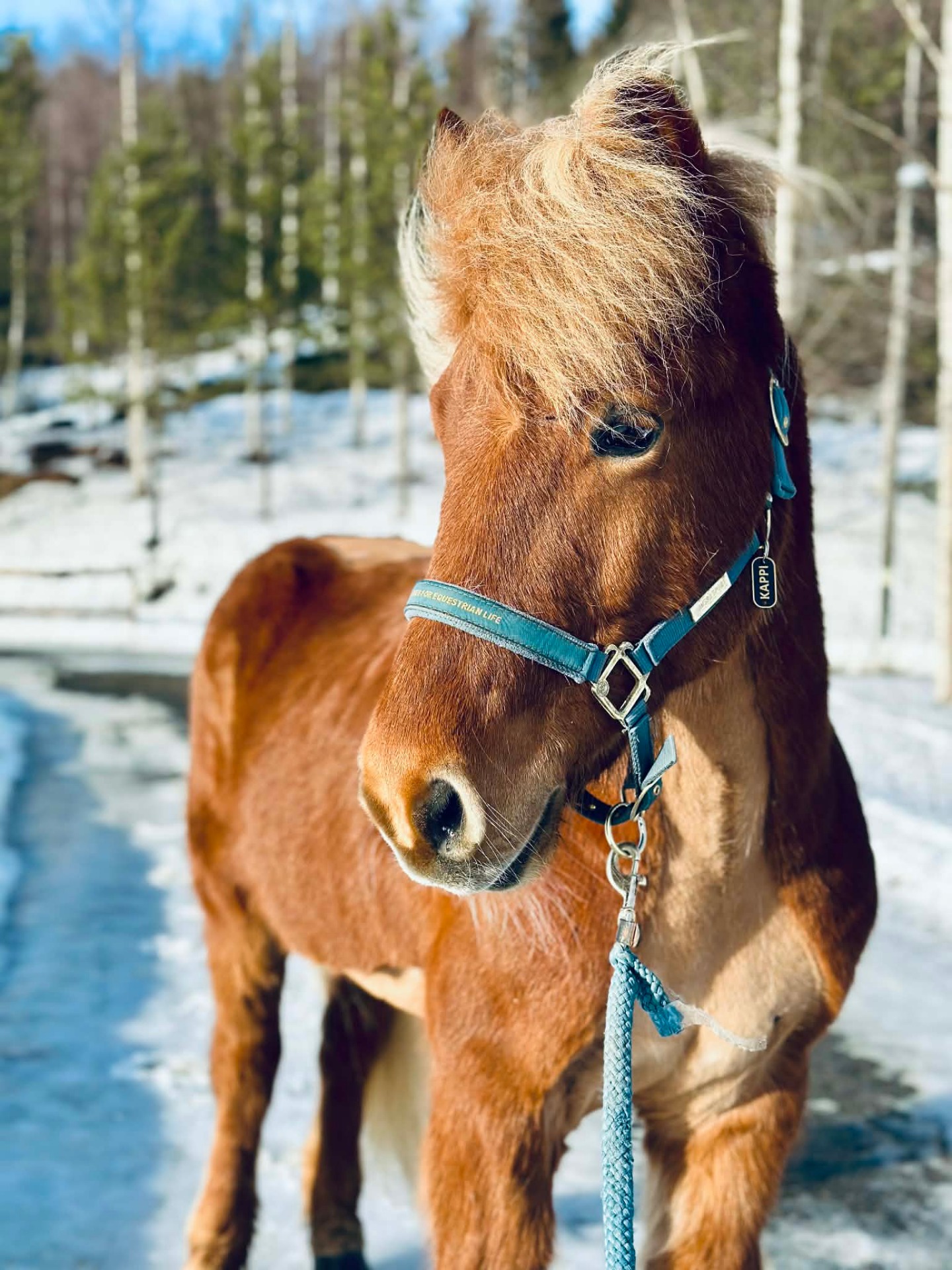 Kappi fra Løland Eier: Kristina Madsen