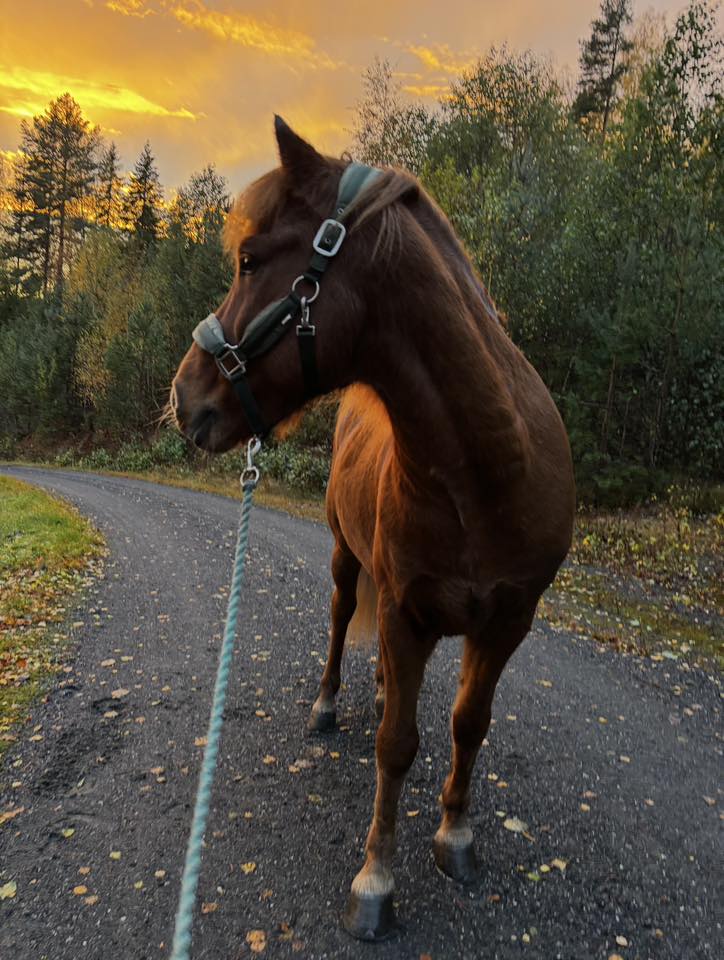 Sleipnir fra Midgaard Eier: Karin Sundet Svartdal