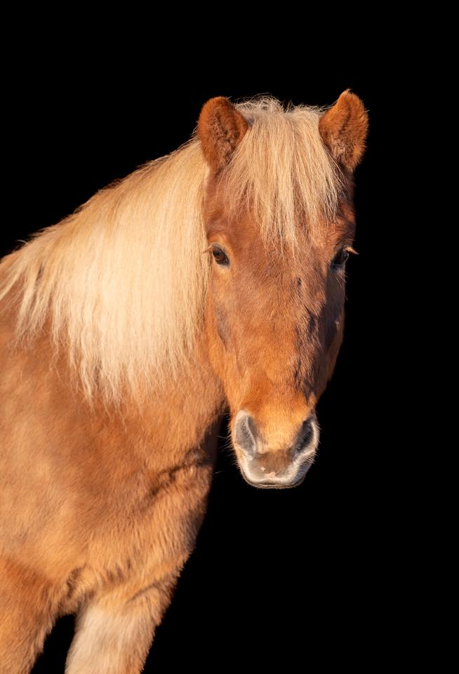 Gusti fra stiklestad Eier: Andrea Grette