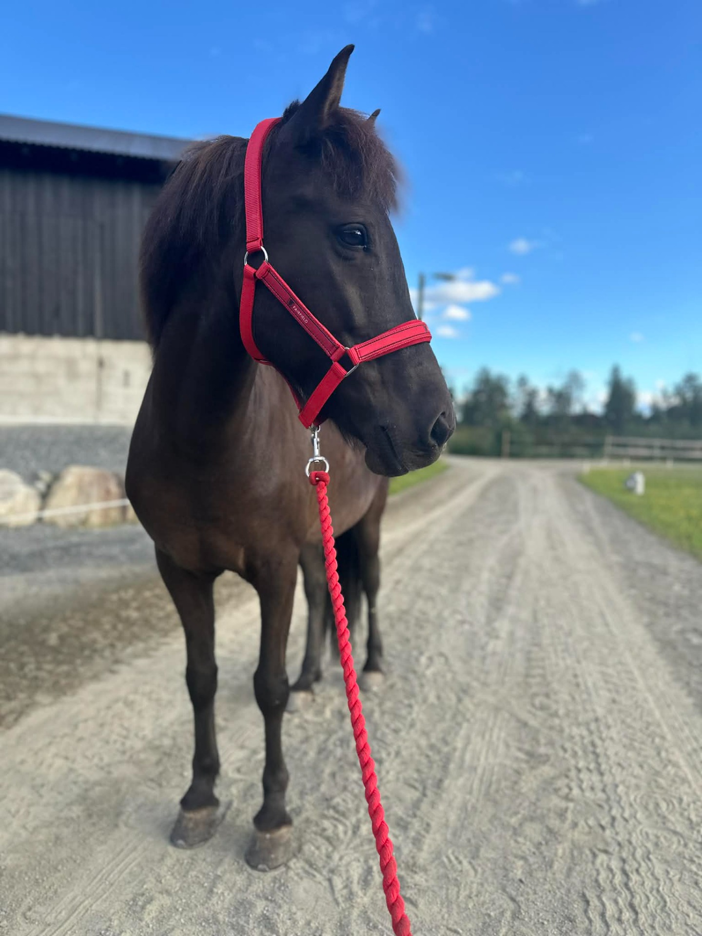 Abbadís fra Stubberud Eier: Kristina Madsen