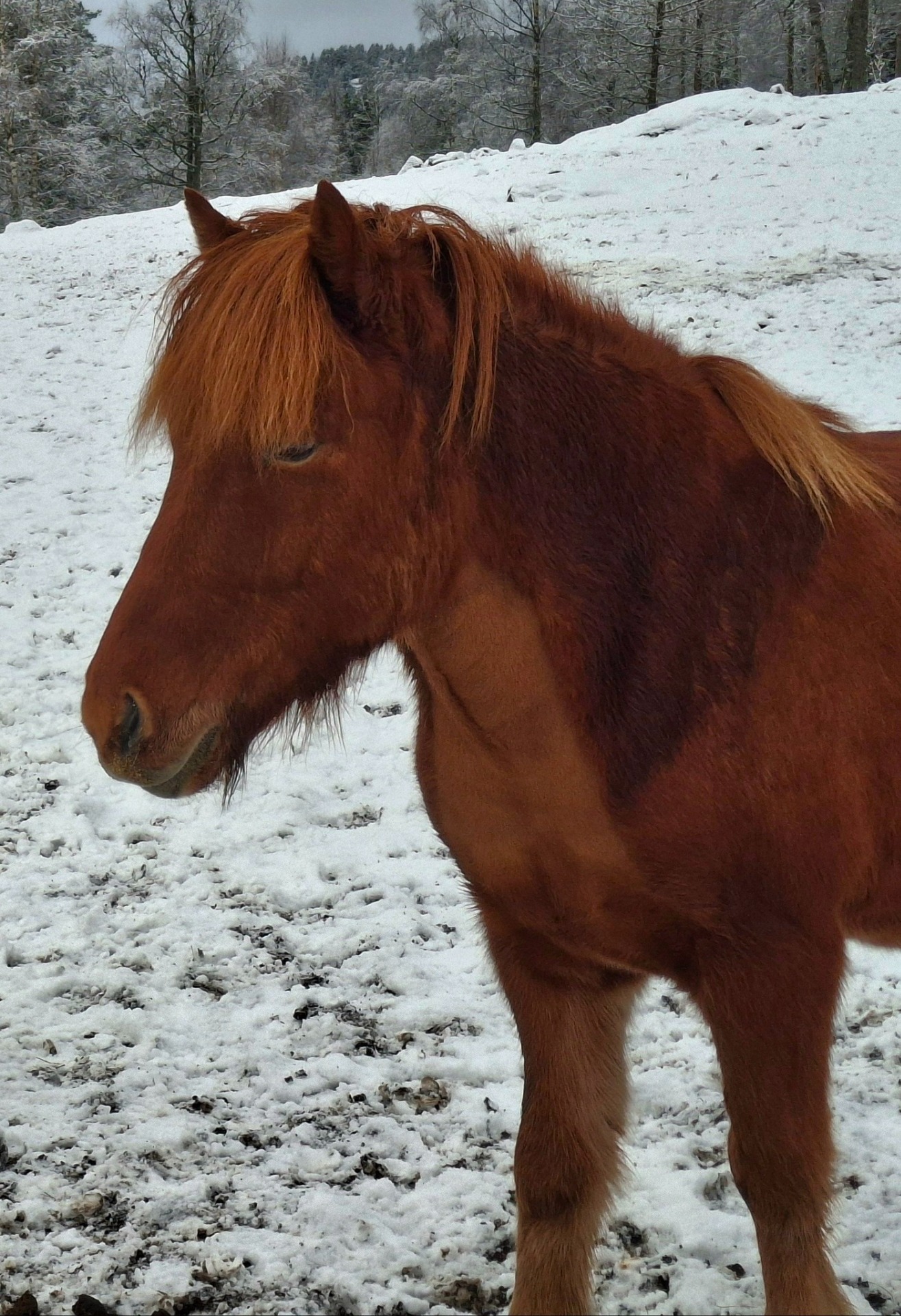 Bergþór fra Lie Eier: Siw Utsigt